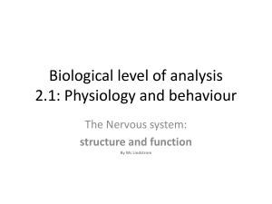 nervous-system-structure-and-function