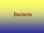 Bacteria - Warren Hills Regional School District