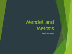 Mendel and Meiosis