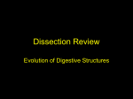 Dissection Review of Structures