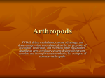 Arthropods - About Miss Brougham