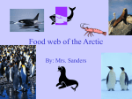 Food web of the Arctic