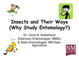 Why Study Insects?