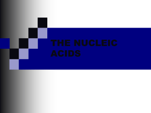 the nucleic acids - This is MySchool