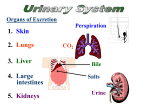 which drains urine into the ureter Parts of the Nephron