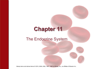 Chapter 11 The Endocrine System