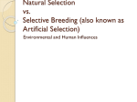 Natural Selection and Selective Breeding ppt