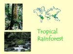 Tropical Rainforest Rainforest Location and