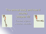 The animal body and how it moves Chapter 42