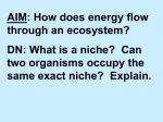 How is energy transferred in a community?