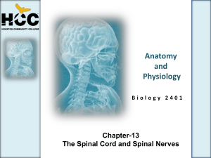 Spinal Cord - HCC Learning Web