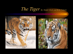 The Tiger By. Rahdir Hicks and Belle Volatile