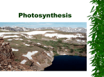 Photosynthesis