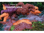 Chapter 33 Invertebrates Parazoa