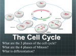 The Cell Cycle - Haiku Learning