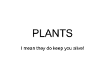 PLANTS