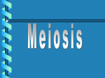 Meiosis II