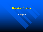 Digestive System