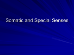 Somatic and Special Senses
