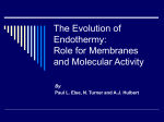 The Evolution of Endothermy: Role for Membranes and Molecular