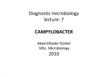 Campylobacter fetus subsp. intestinalis