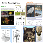 Arctic Adaptations Poster