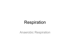 Lesson 4.4 Anaerobic Respiration version 2