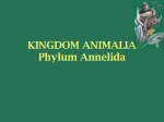 KINGDOM ANIMALIA Phylum Annelida