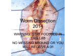 Worm Dissection