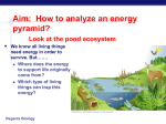 Energy Pyramid ppt - Mr. Le`s Living Environment Webpage