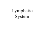 Lymphatic System - bushelman-hap