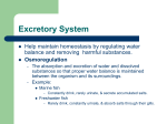 Excretory System