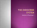 The Endocrine System