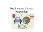 Respiration Power Point