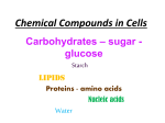 Chemical Compounds in Cells Carbohydrates – sugar
