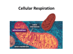 Cellular Respiration - Warren County Schools