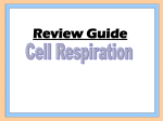 Review Guide Cell Respiration