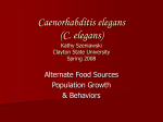 Caenorhabditis elegans - Clayton State University