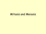 Mitosis and Meiosis - Northwest ISD Moodle