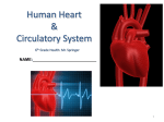 Guided notes circulatory system
