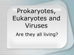 Prokaryotes, Eukaryotes and Viruses