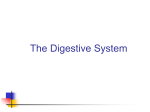 The Digestive and Nervous Systems - CGW-Life-Science