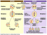 Mitosis vs Meiosis