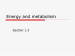 Energy and metabolism - hrsbstaff.ednet.ns.ca