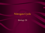 Nitrogen Cycle - Cremona School