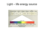 Chlorophyll