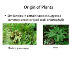 Nonvascular Plants (bryophytes)