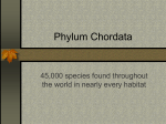 Phylum Chordata