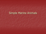 Chapter 6 Simple Marine Animals