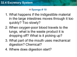 32.4 Excretory System